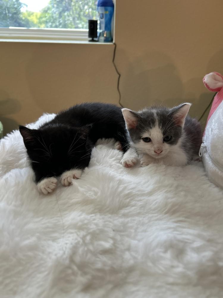 Enlarge Cloud, a Adoptable Domestic Medium Hair in Pacifica, CA image 3/6