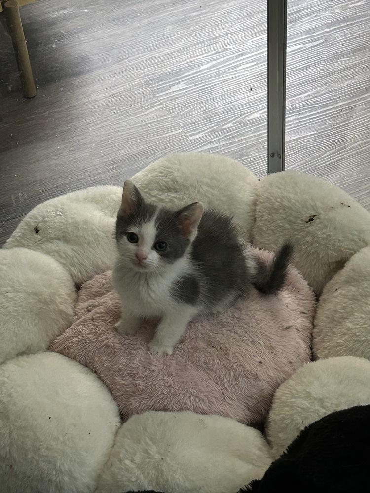 Enlarge Cloud, a Adoptable Domestic Medium Hair in Pacifica, CA image 5/6