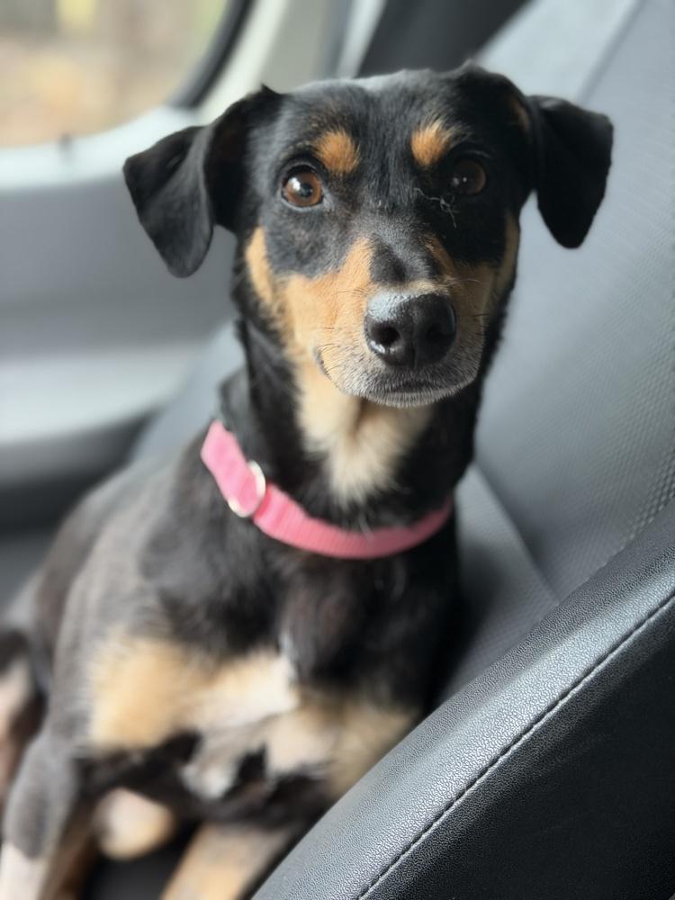 Bunny, Adoptable, Young Female Manchester Terrier.