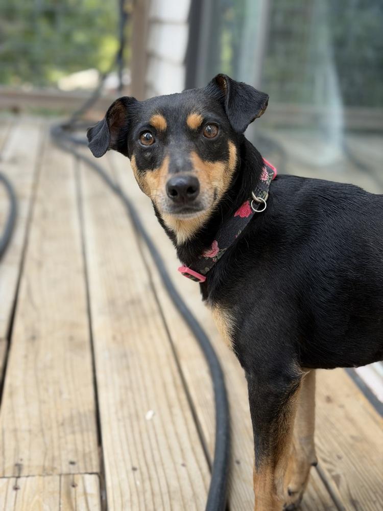 Enlarge Bunny, a Adoptable mixed breed in Pleasant Hill, CA image 2/6