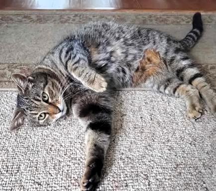 Johnny, Adoptable, Senior Male Domestic Short Hair.