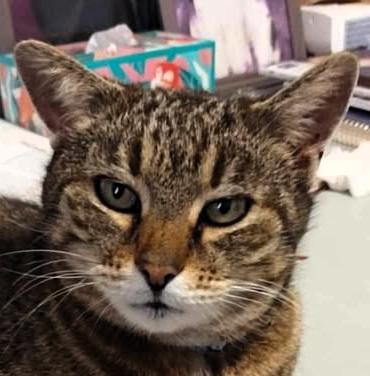 Enlarge Johnny, a Adoptable Domestic Short Hair in Frederick, MD image 2/3