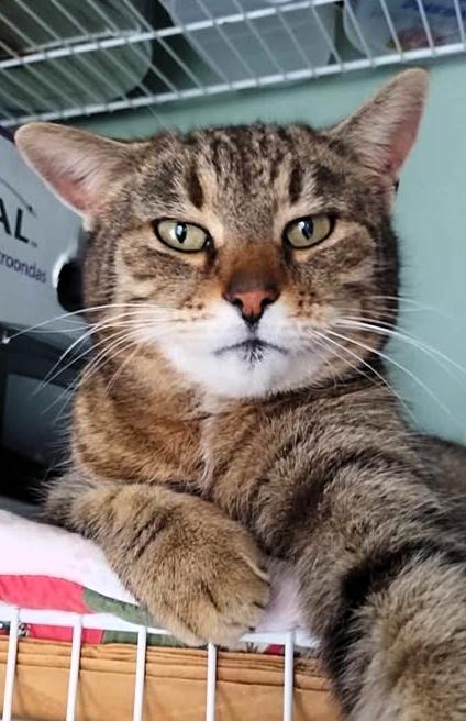 Enlarge Johnny, a Adoptable Domestic Short Hair in Frederick, MD image 3/3