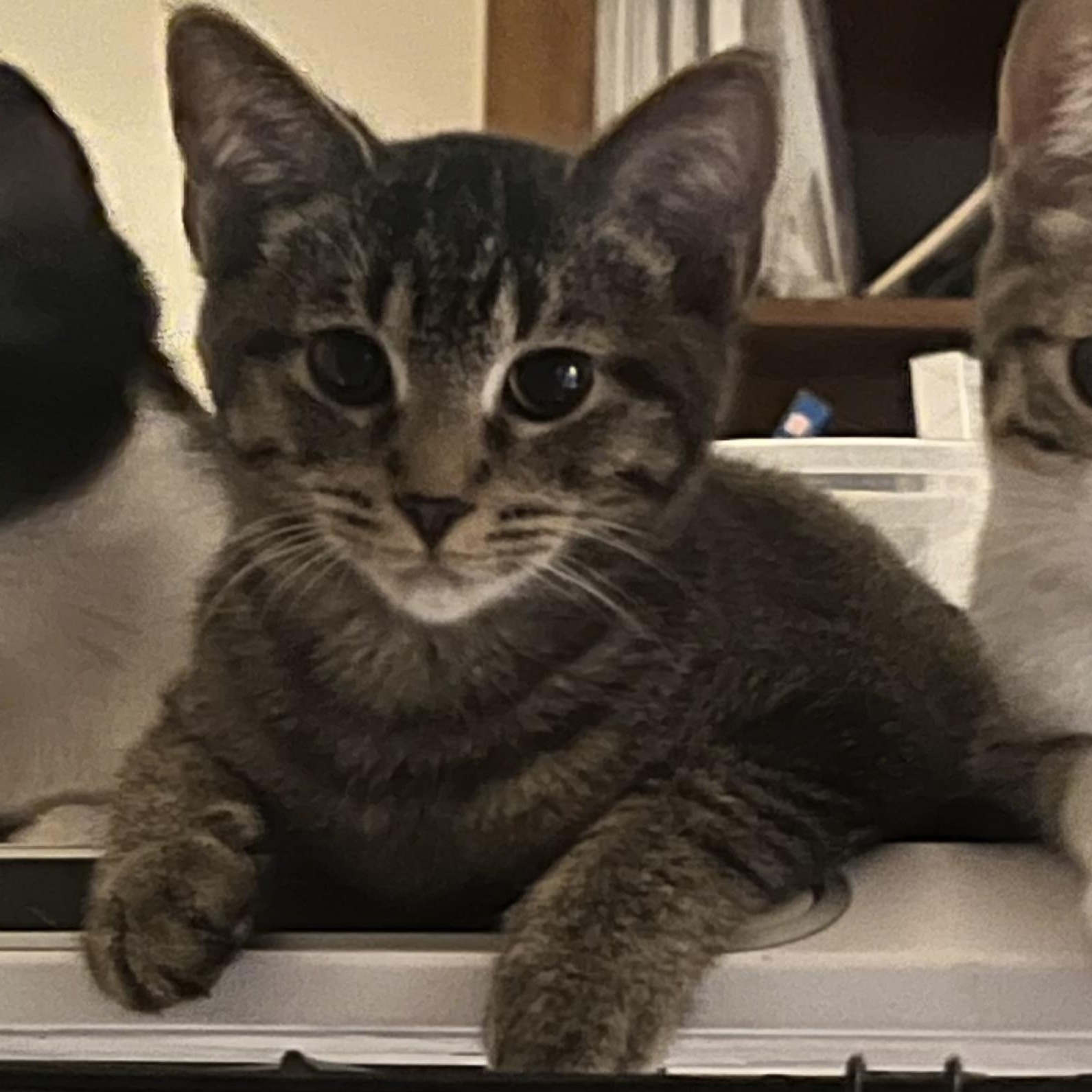 Mocha, ADOPTABLE, Kitten Male Domestic Short Hair.