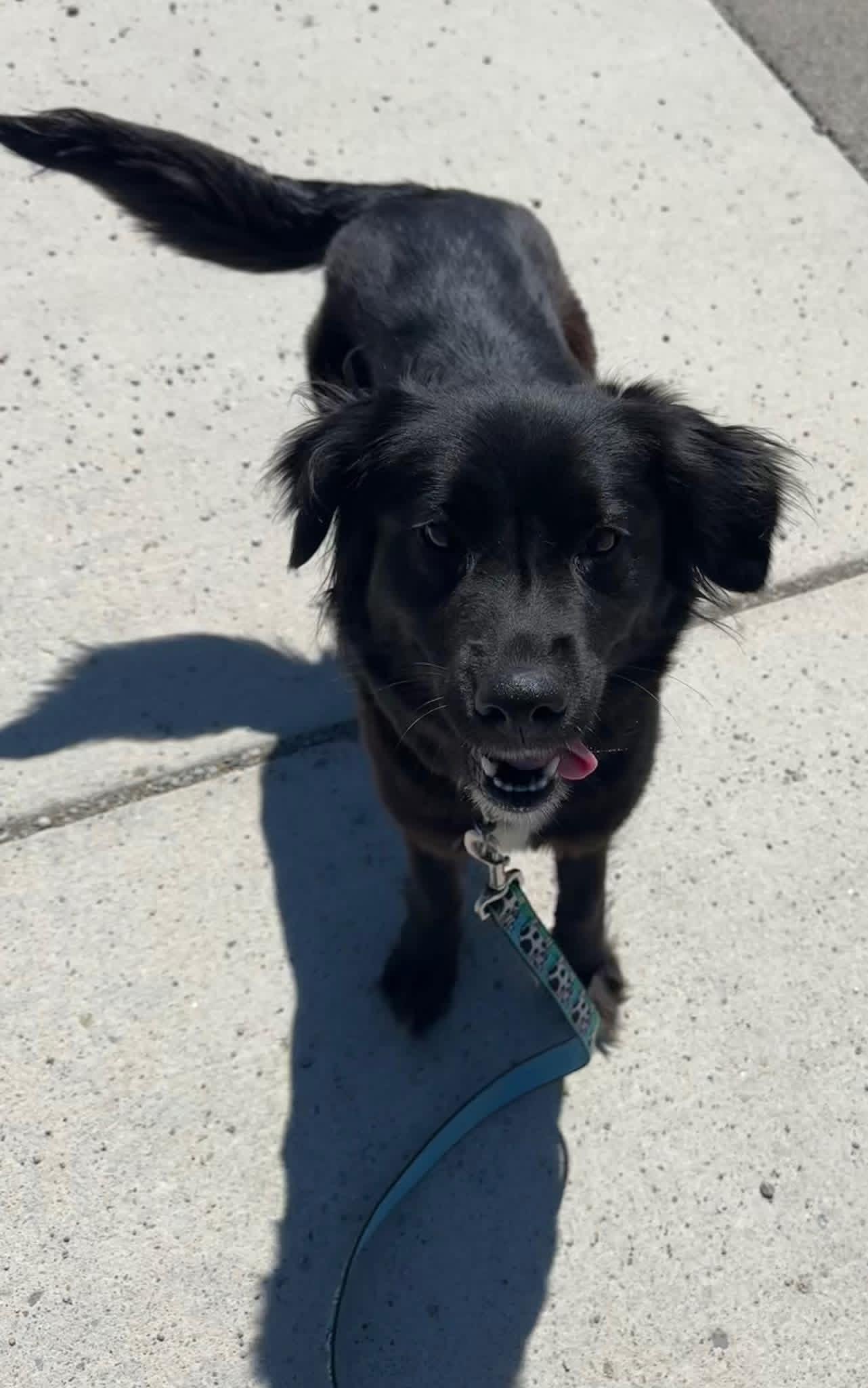 Phyllis, adopted, Adult Female Mixed Breed.