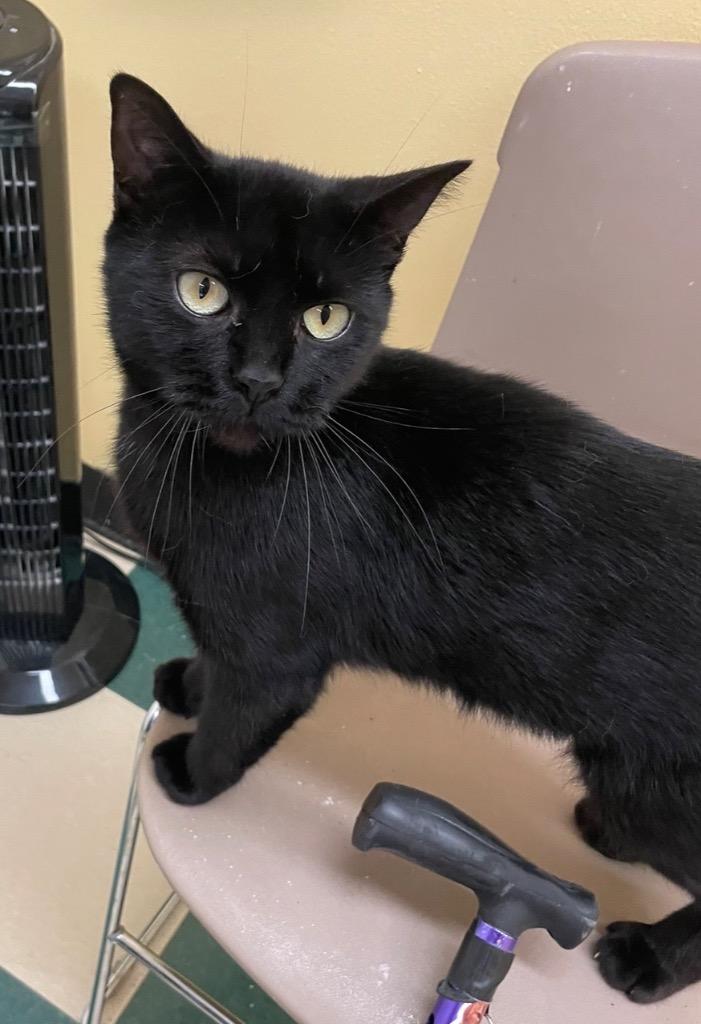 Enlarge BREEZY, a Adoptable mixed breed in Muskegon, MI image 1/4