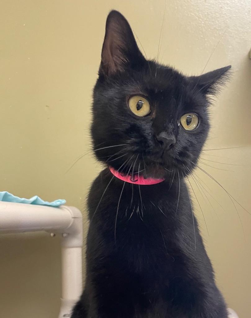 Enlarge BREEZY, a Adoptable mixed breed in Muskegon, MI image 2/4