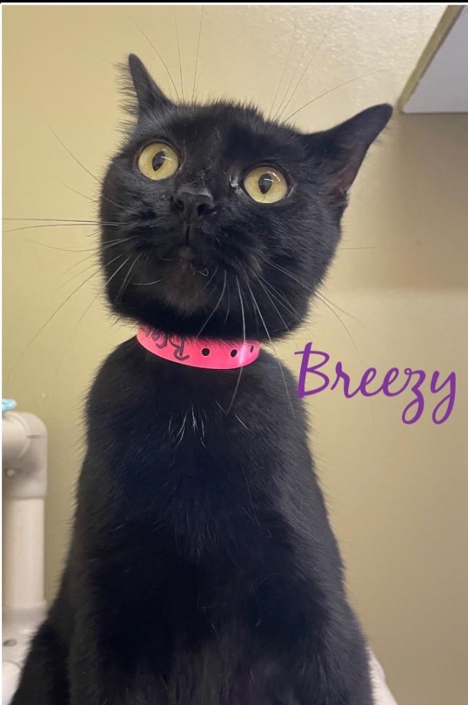 Enlarge BREEZY, a Adoptable mixed breed in Muskegon, MI image 3/4