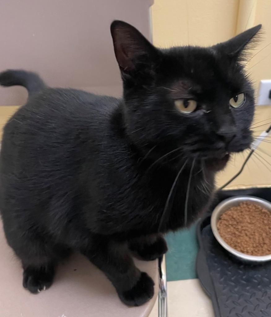 Enlarge BREEZY, a Adoptable mixed breed in Muskegon, MI image 4/4