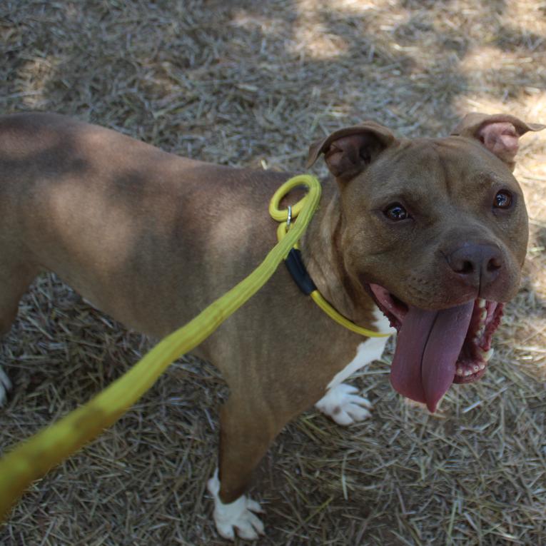 Mason, Adoptable, Adult Male English Bulldog & Mixed Breed.