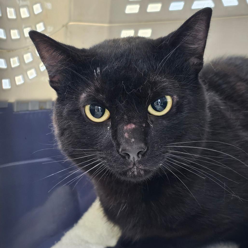 Ozzy Osbourne, Adoptable, Adult Male Domestic Short Hair.