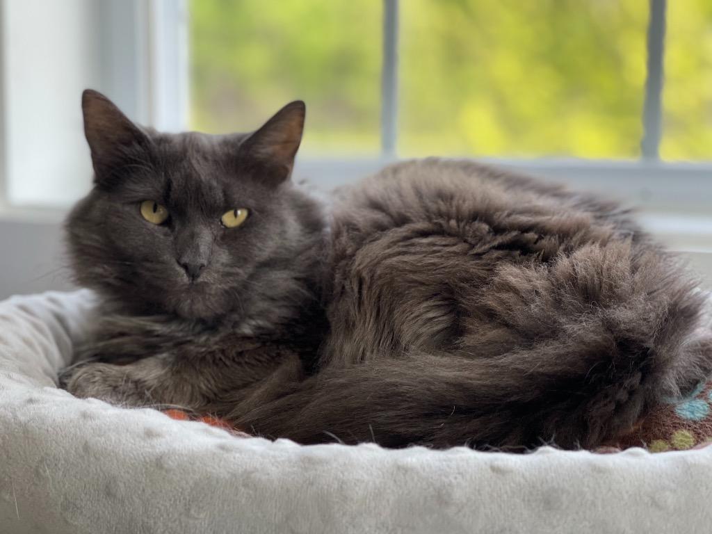 Enlarge Fluffy (FKA Sabrina), a Adoptable mixed breed in Cumberland, ME image 3/3