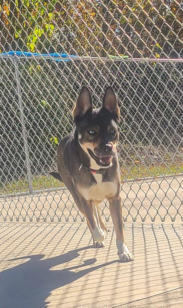 Frankie, a Adoptable mixed breed in Blountville, TN image 1/6