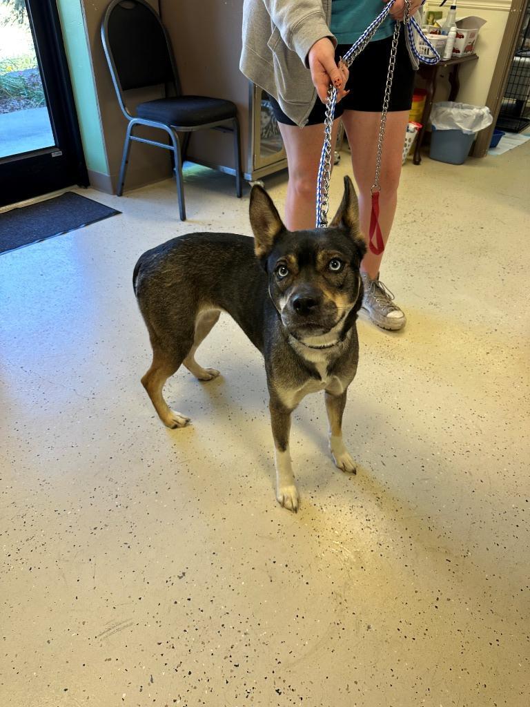 Enlarge Frankie, a Adoptable mixed breed in Blountville, TN image 2/6