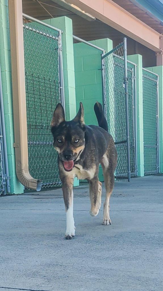 Frankie, a Adoptable mixed breed in Blountville, TN image 3/6
