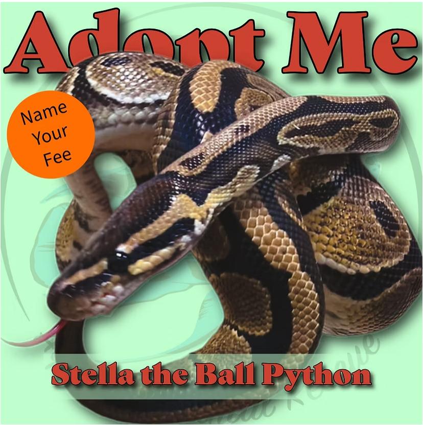 Enlarge Stella the Ball Python, a Adopted Ball Python in Neenah, WI image 1/1