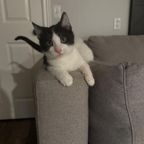 Enlarge Nike, a ADOPTABLE Domestic Short Hair in Hudsonville, MI image 1/1