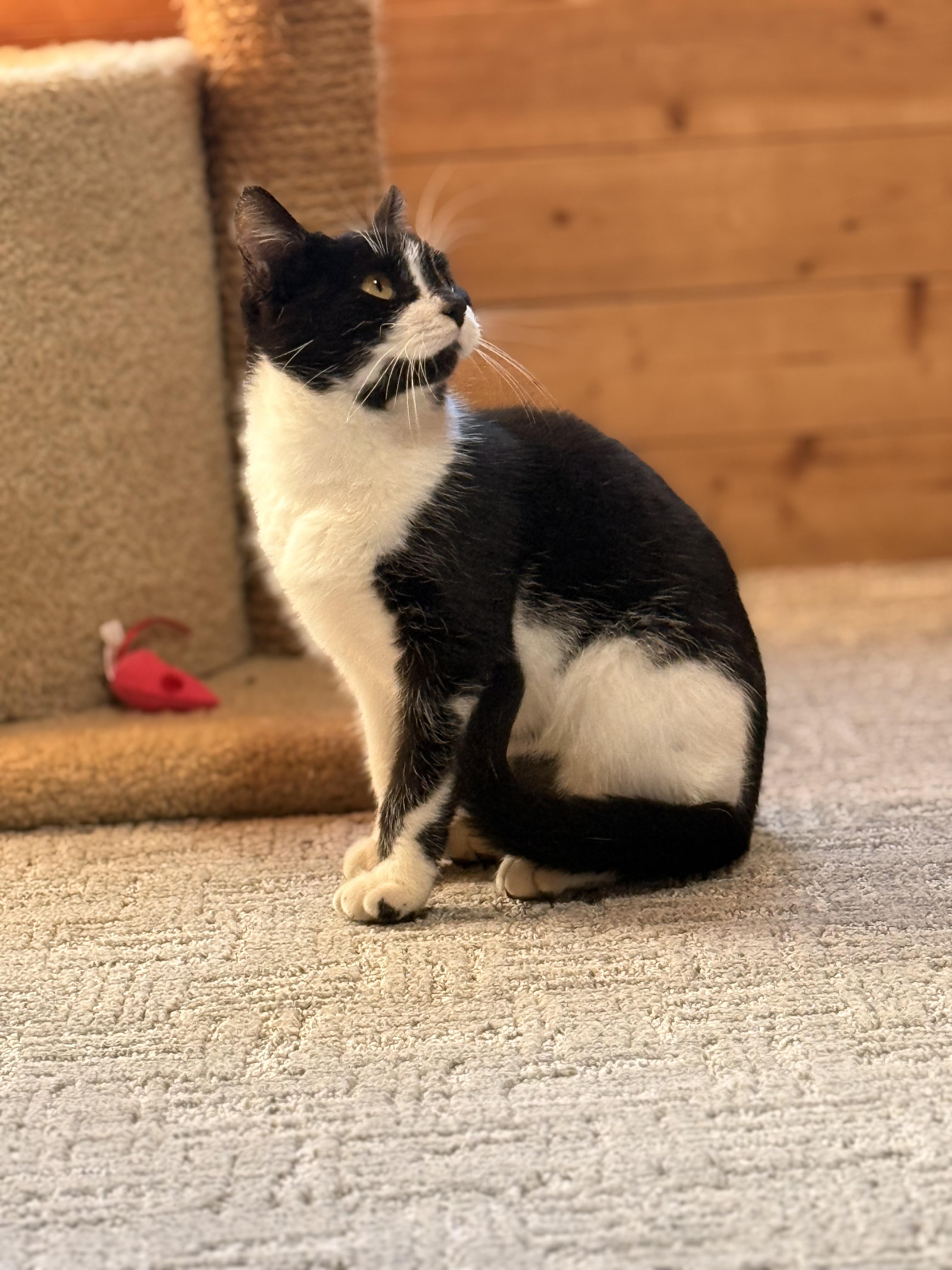 Jax, Adoptable, Young Male Tuxedo.