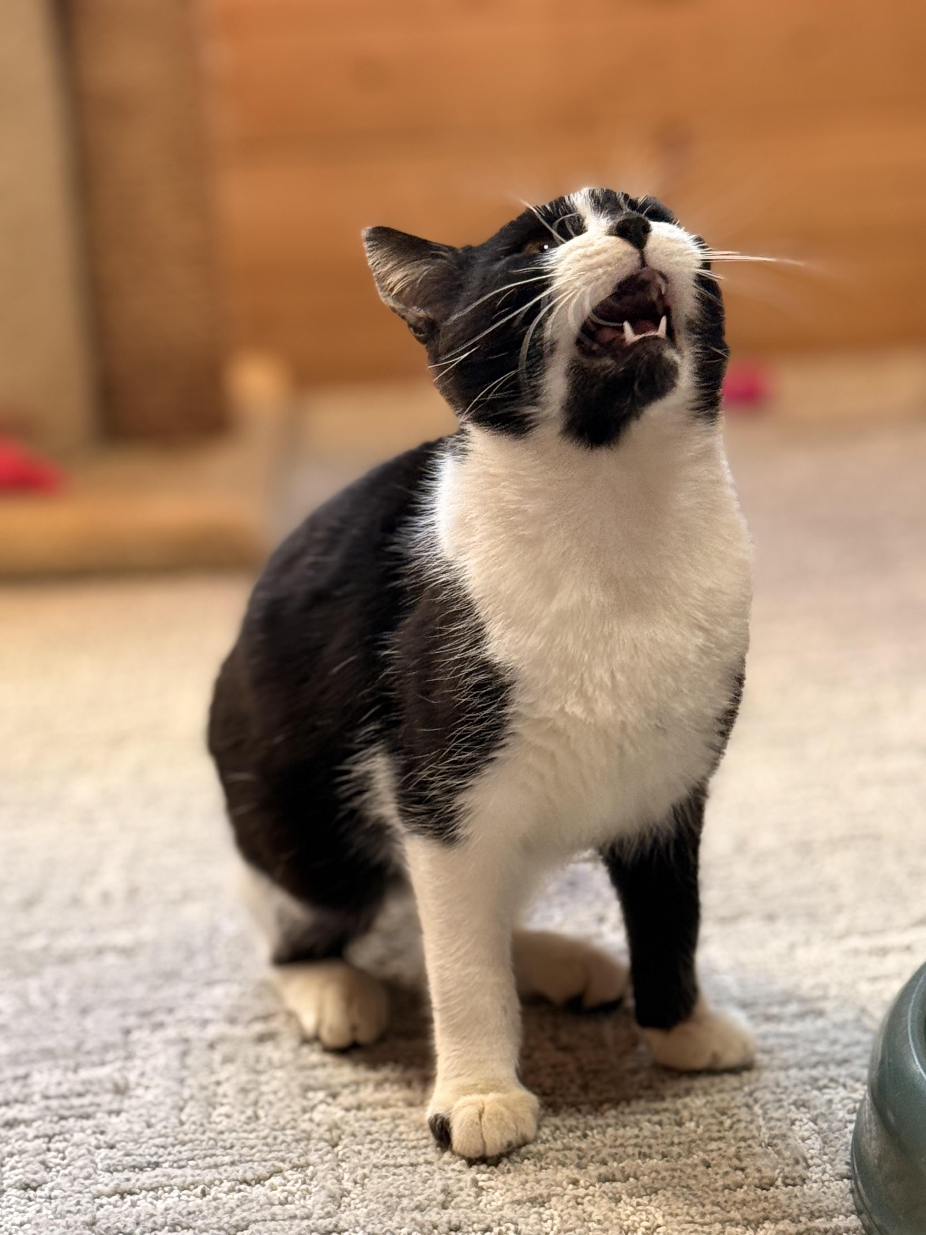 Enlarge Jax, a Adoptable mixed breed in Rogersville, TN image 2/6