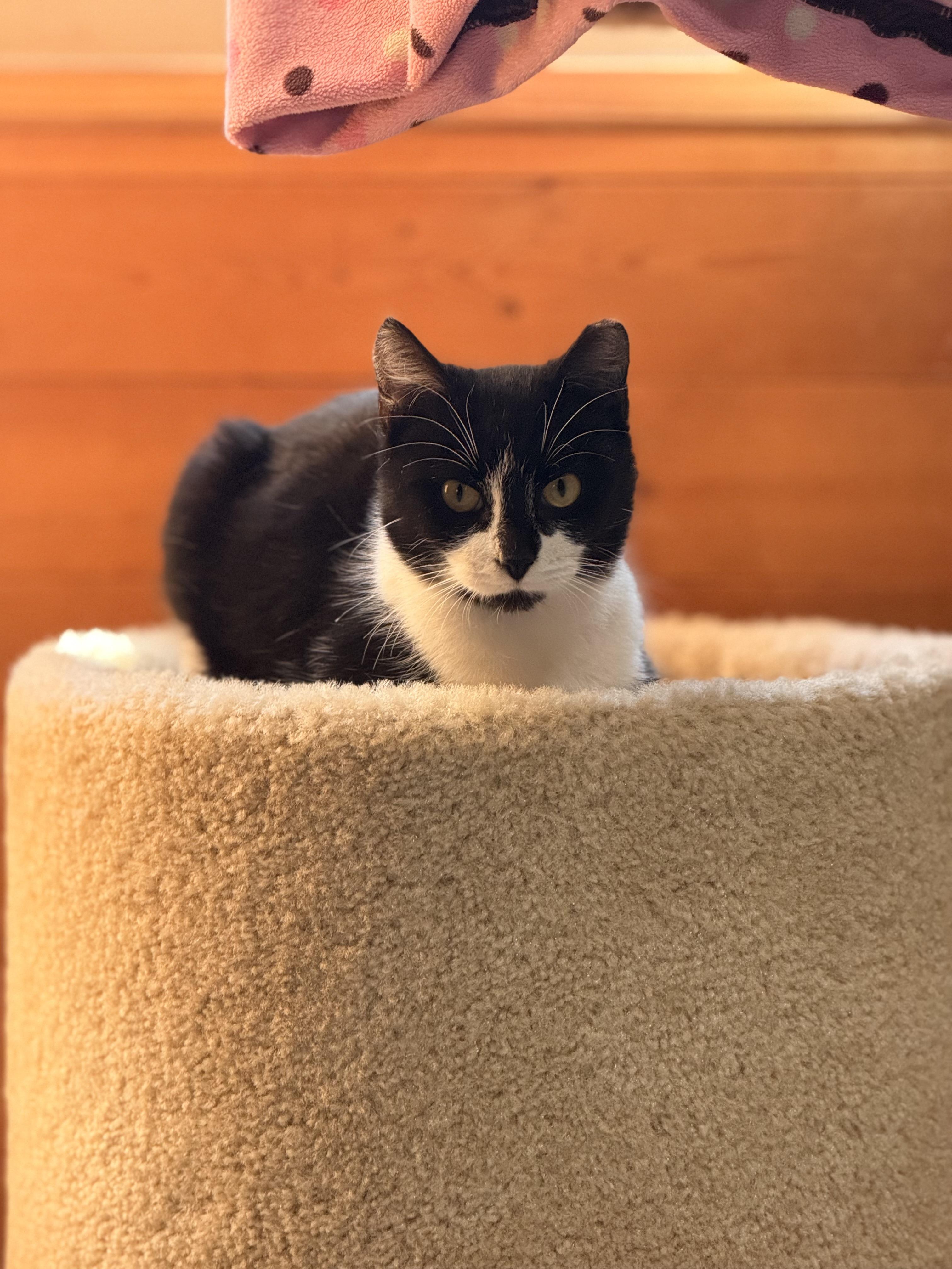 Enlarge Jax, a Adoptable mixed breed in Rogersville, TN image 4/6