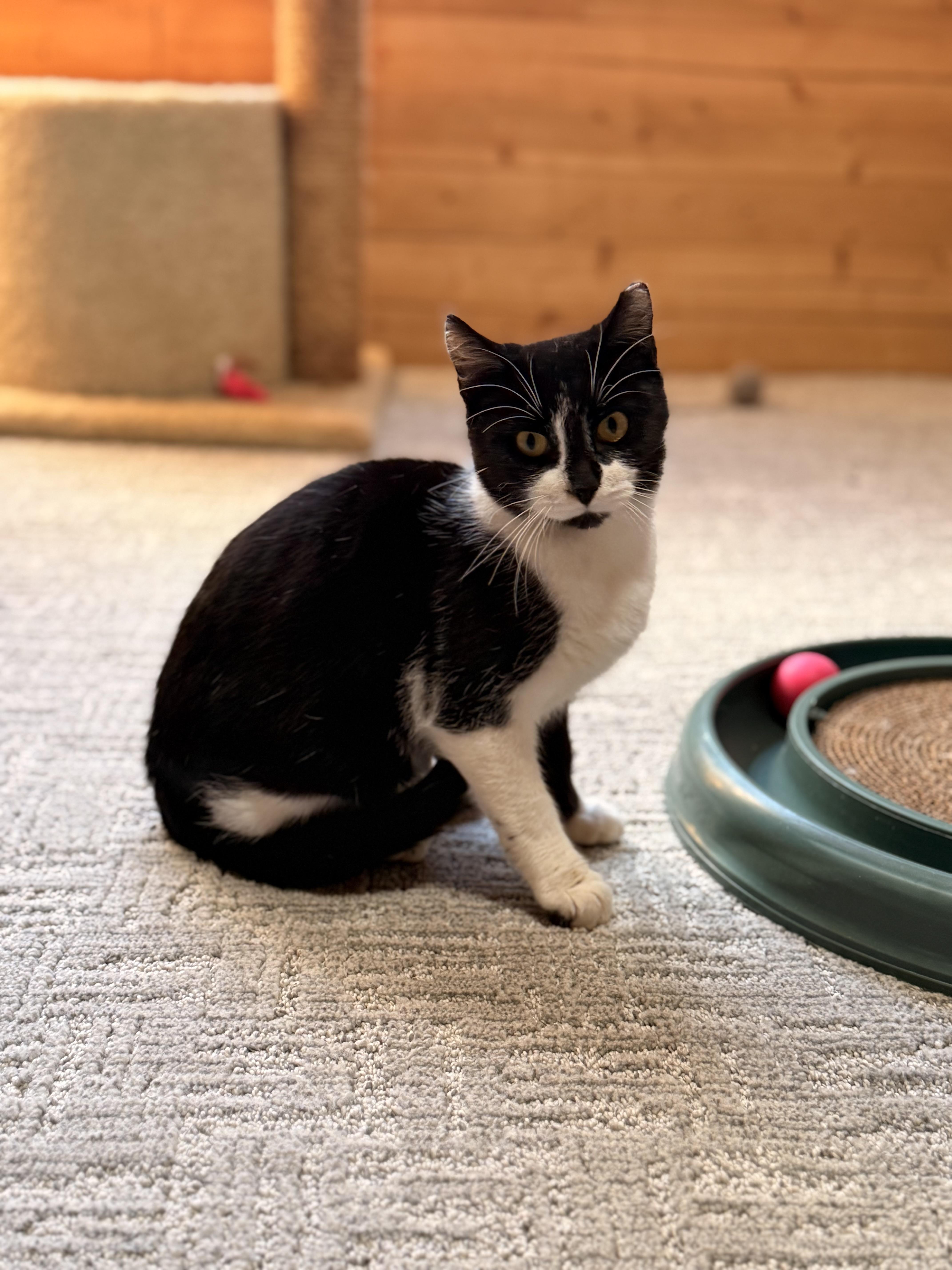 Enlarge Jax, a Adoptable mixed breed in Rogersville, TN image 3/6