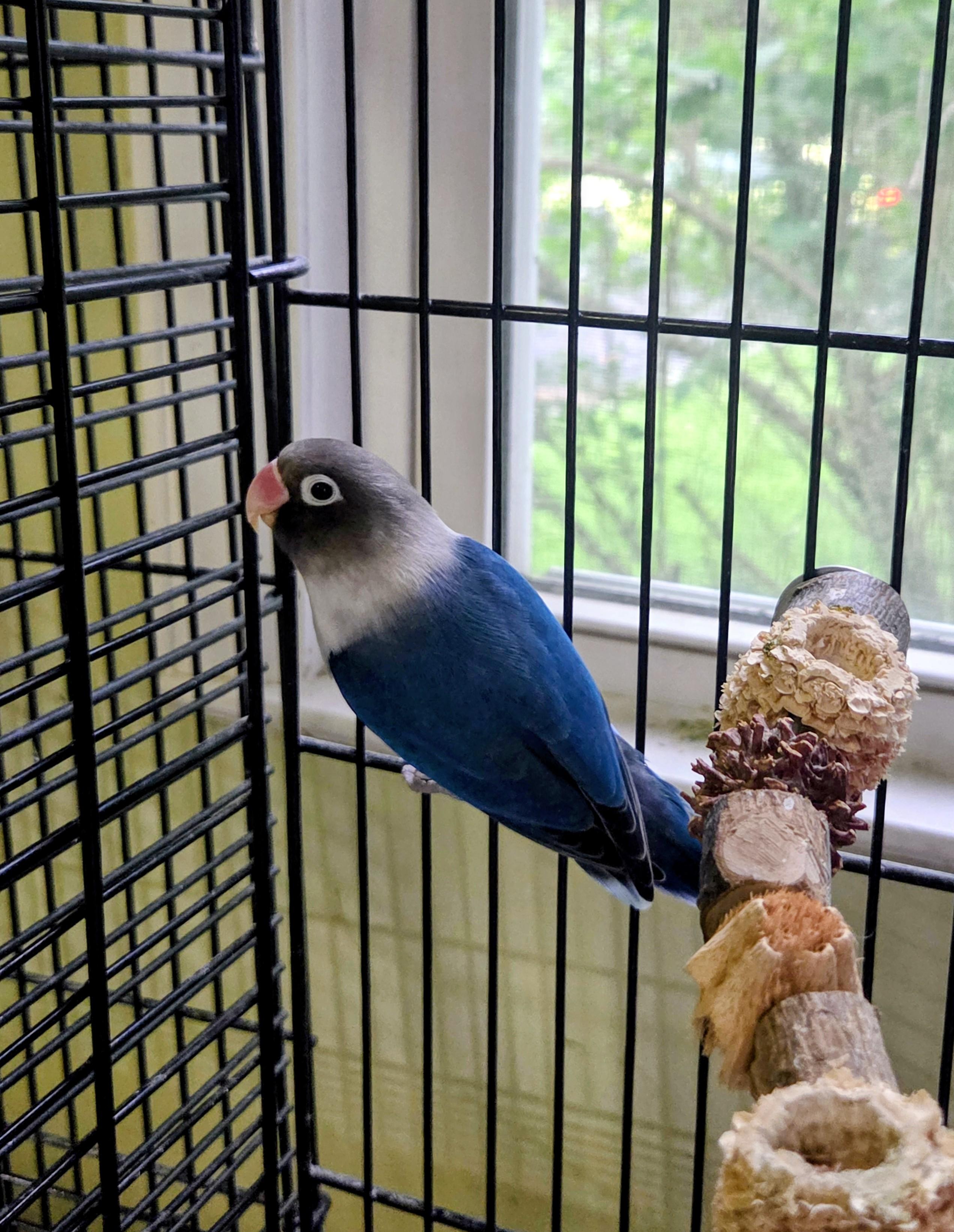 Indigo, a ADOPTABLE Lovebird in Middle Island, NY image 2/2