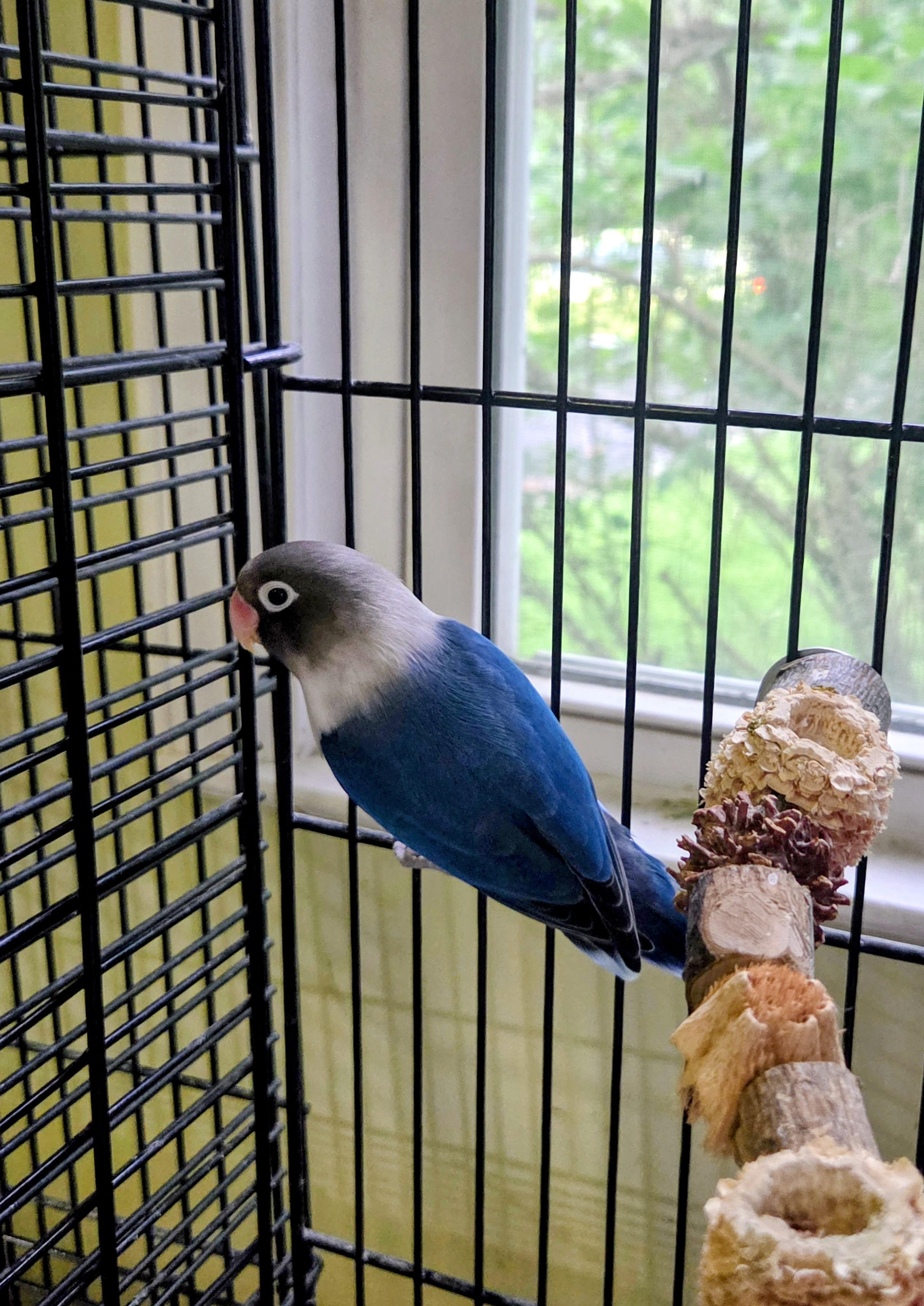 Indigo, ADOPTABLE, Adult Unknown Lovebird.