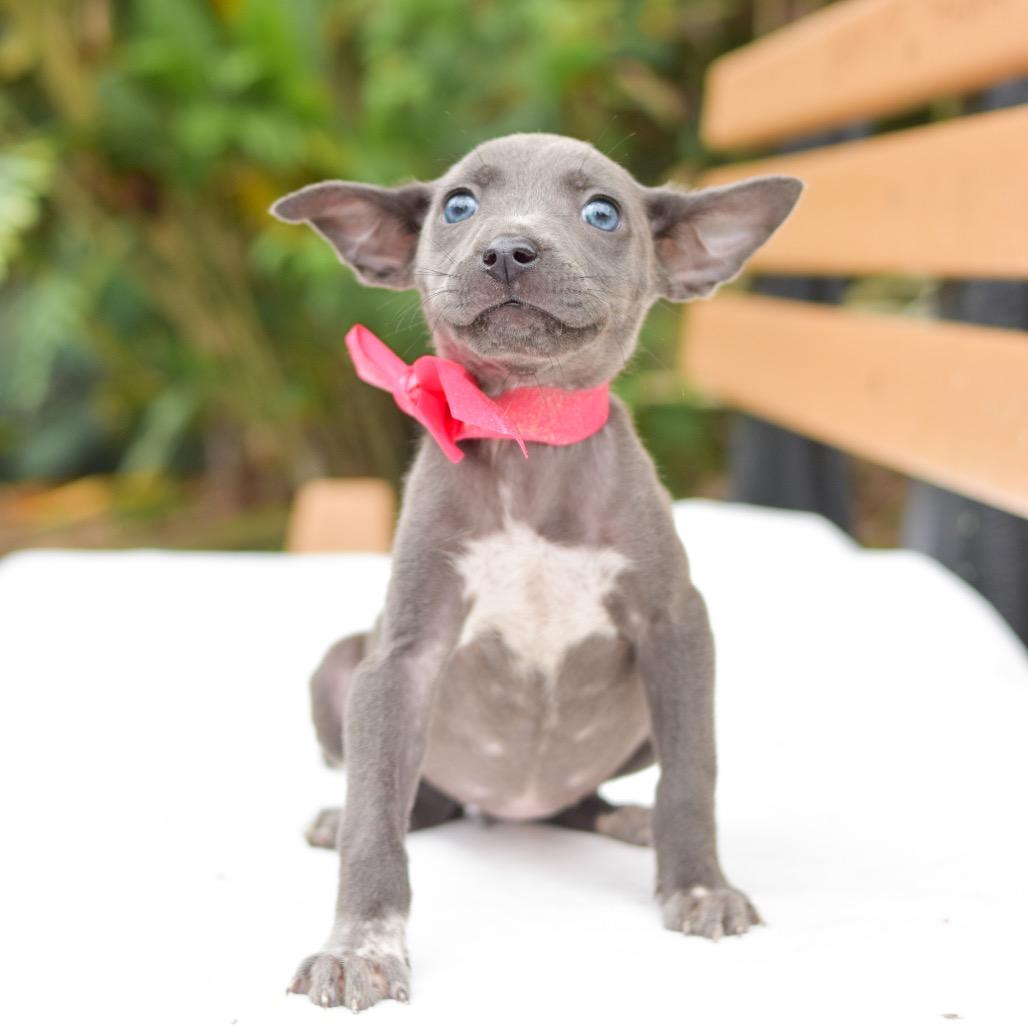Luna, a Adoptable mixed breed in Kailua Kona, HI image 1/6