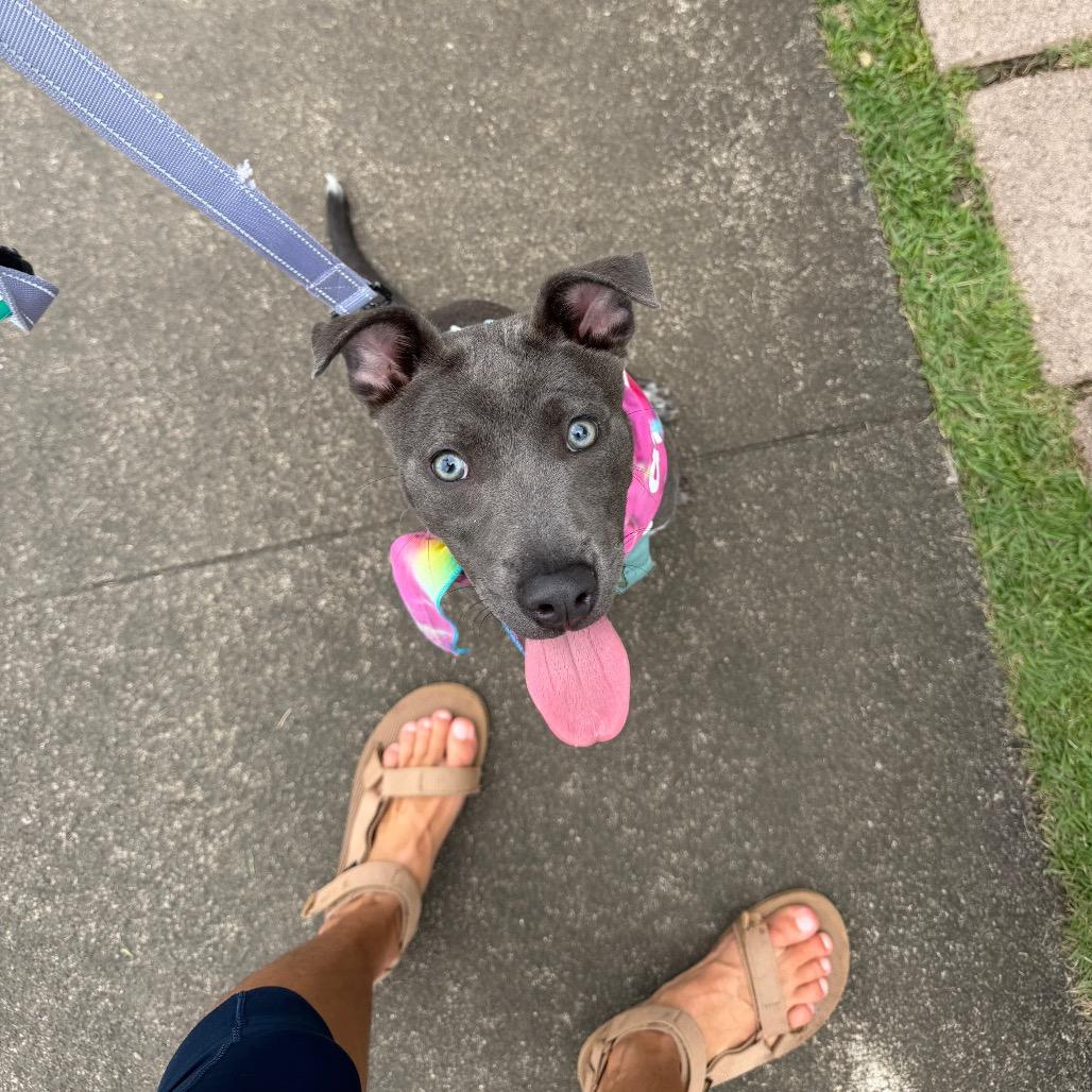 Enlarge Luna, a Adoptable mixed breed in Kailua Kona, HI image 1/6