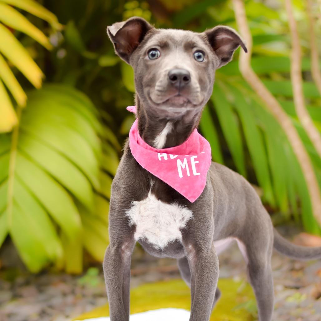 Enlarge Luna, a Adoptable mixed breed in Kailua Kona, HI image 2/6