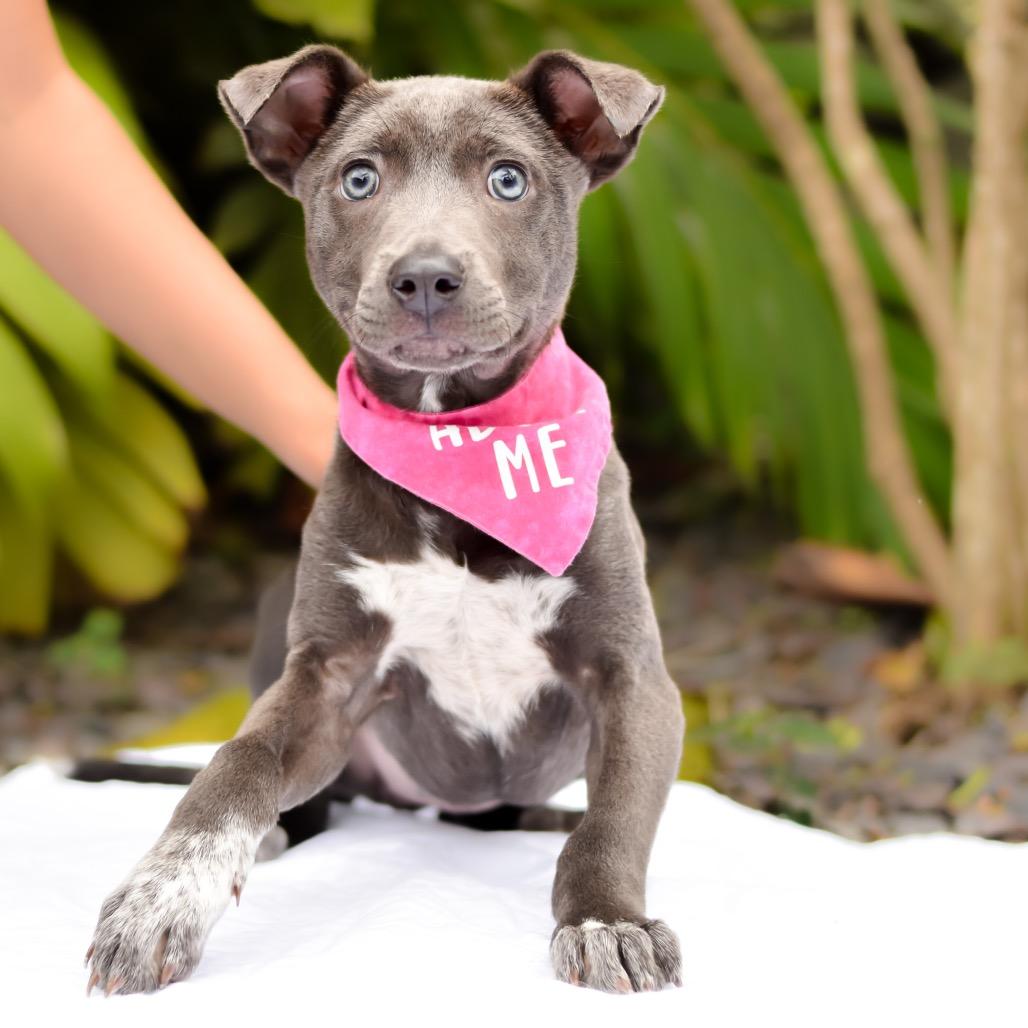 Luna, a Adoptable mixed breed in Kailua Kona, HI image 2/6