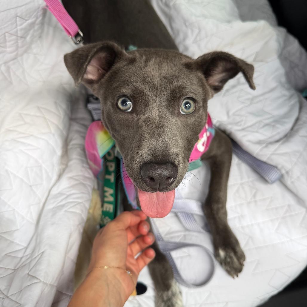 Enlarge Luna, a Adoptable mixed breed in Kailua Kona, HI image 3/6