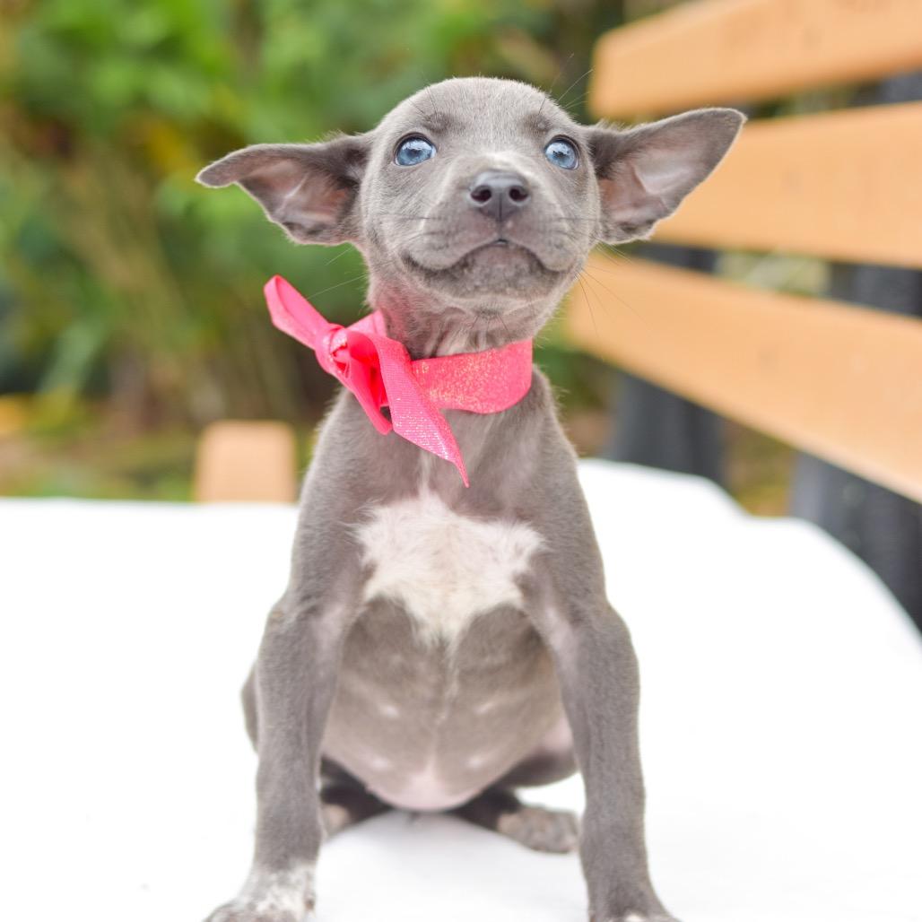 Luna, a Adoptable mixed breed in Kailua Kona, HI image 3/6