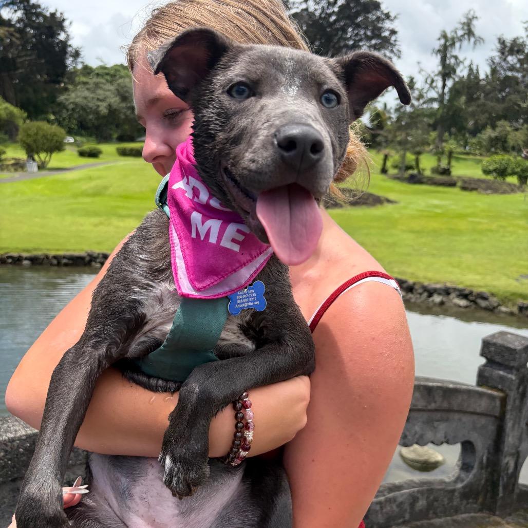 Enlarge Luna, a Adoptable mixed breed in Kailua Kona, HI image 4/6