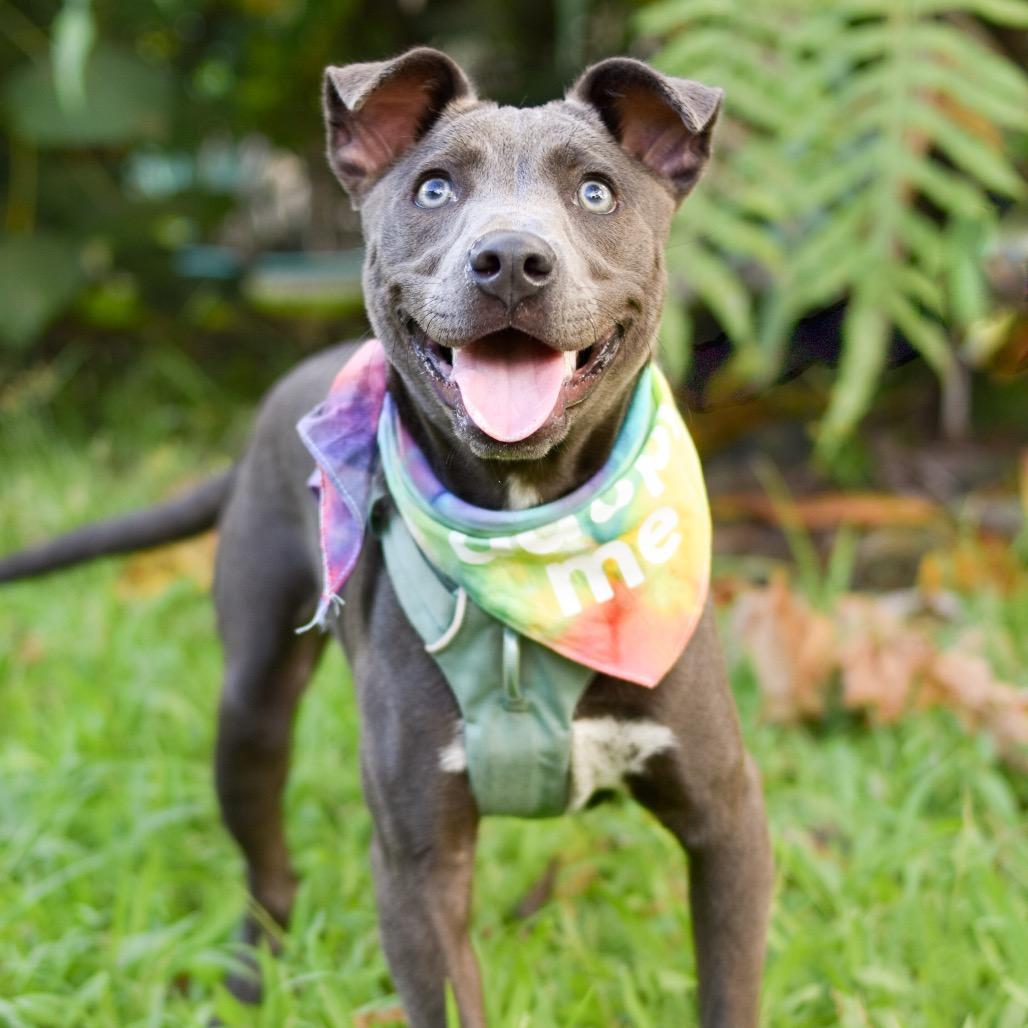 Enlarge Luna, a Adoptable mixed breed in Kailua Kona, HI image 5/6