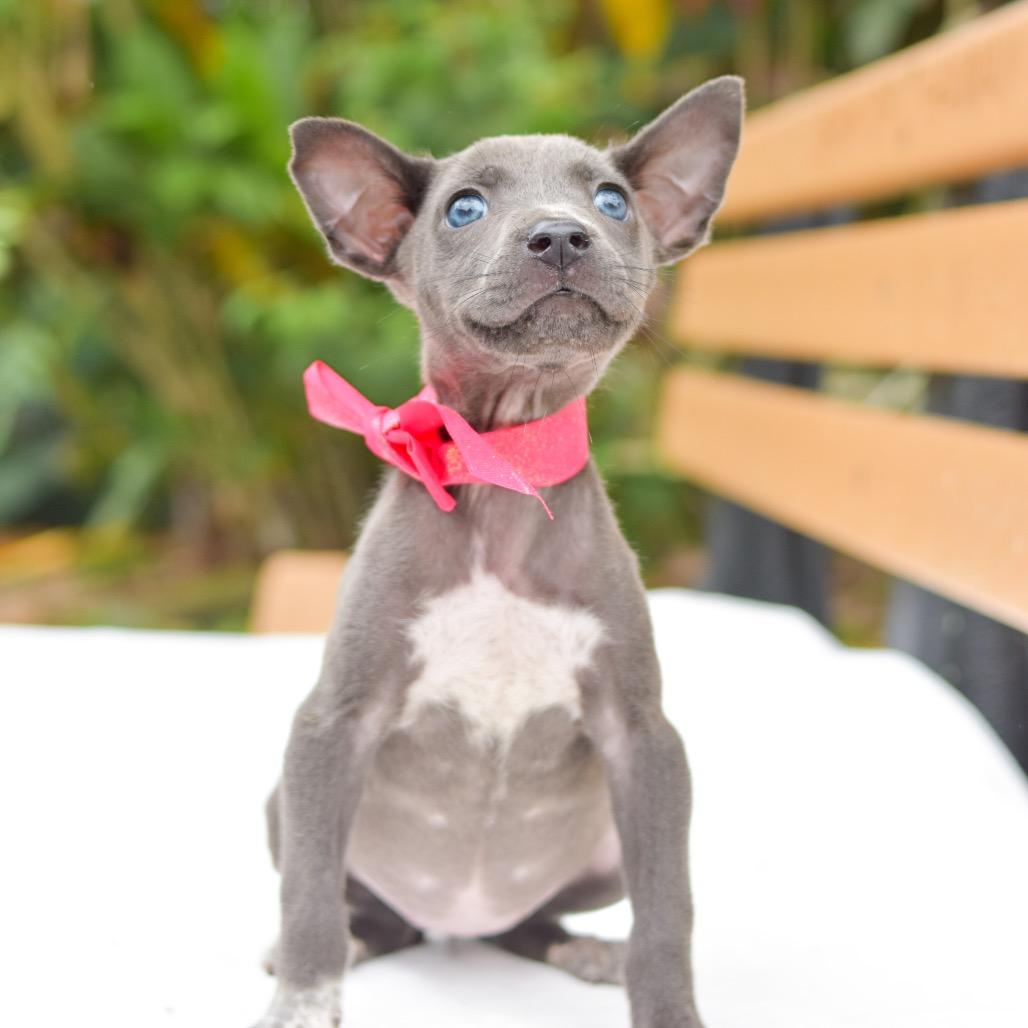 Luna, a Adoptable mixed breed in Kailua Kona, HI image 4/6