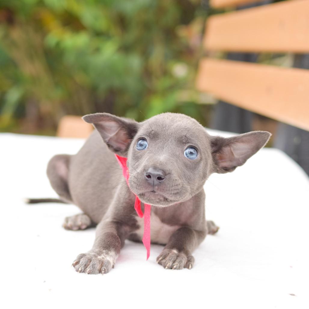 Luna, a Adoptable mixed breed in Kailua Kona, HI image 5/6