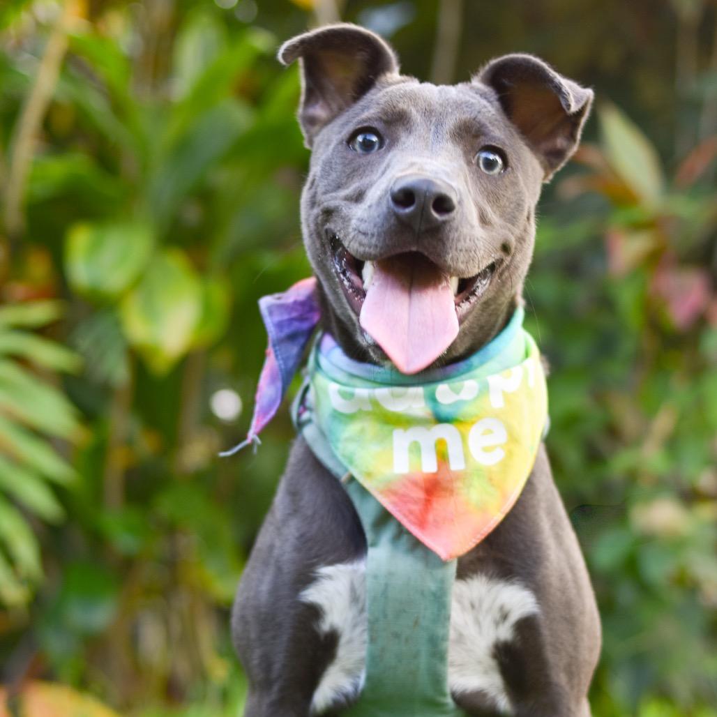 Enlarge Luna, a Adoptable mixed breed in Kailua Kona, HI image 6/6