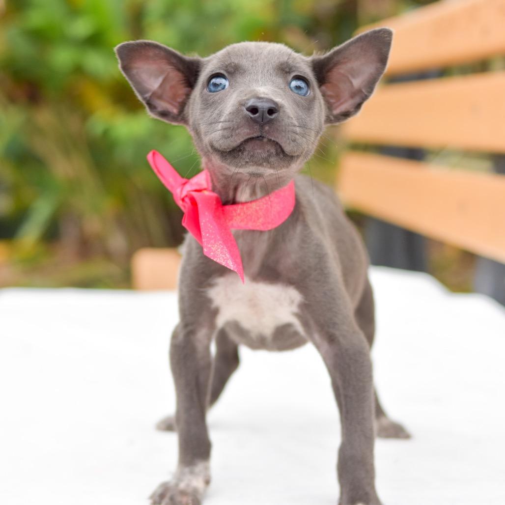 Luna, a Adoptable mixed breed in Kailua Kona, HI image 6/6
