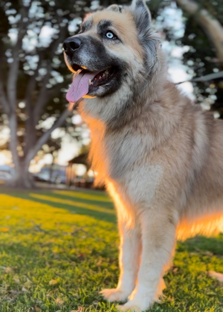 Kuma (Also Needs a Foster Home)