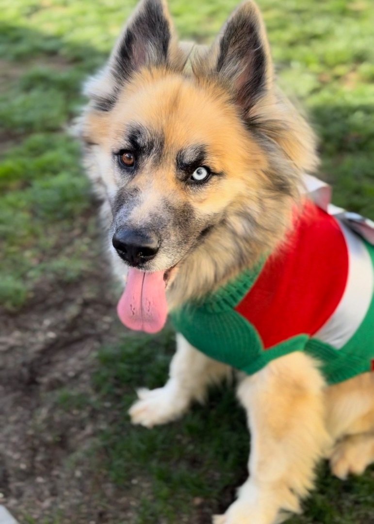 Enlarge Kuma (Also Needs a Foster Home), a Adoptable mixed breed in Garden Grove, CA image 11/12