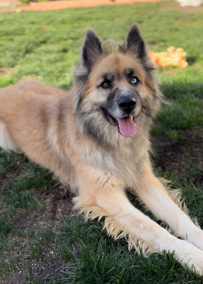 Kuma (Also Needs a Foster Home)