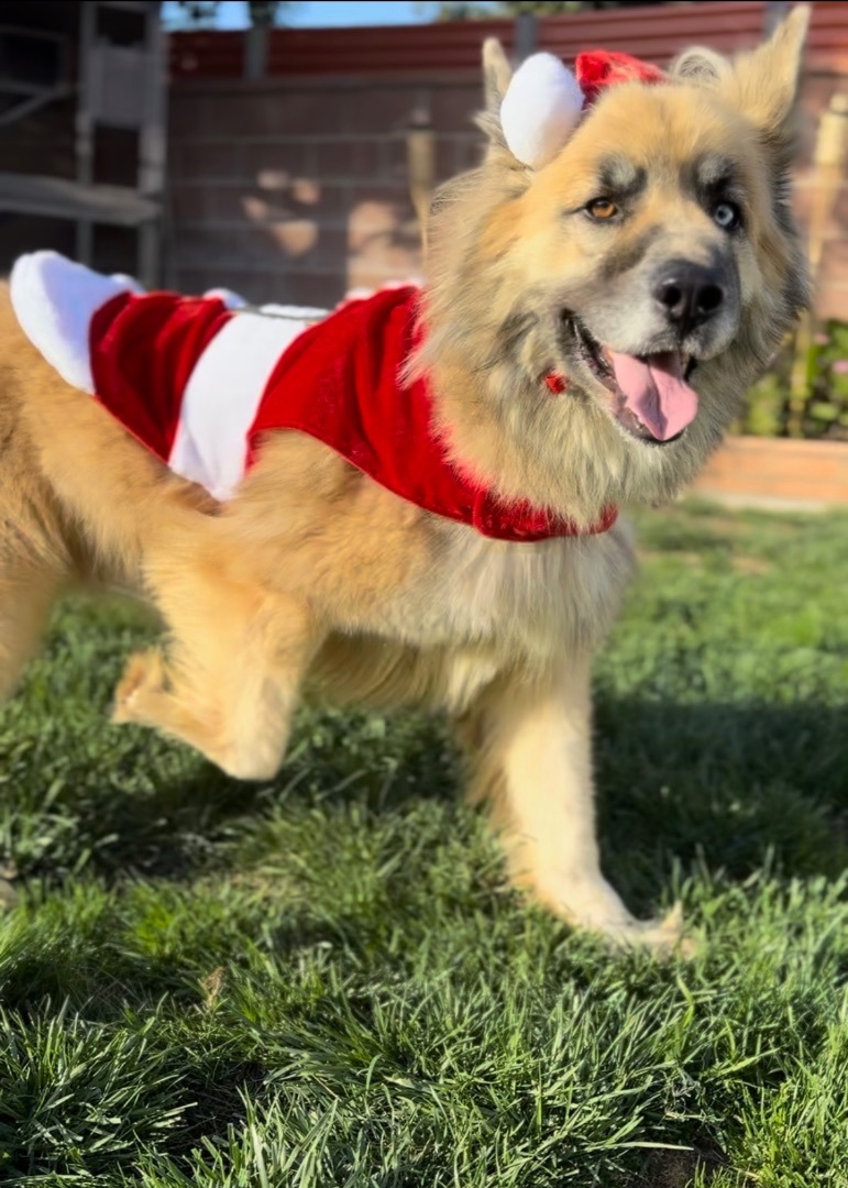 Enlarge Kuma (Also Needs a Foster Home), a Adoptable mixed breed in Garden Grove, CA image 9/12