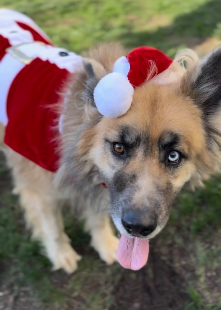 Kuma (Also Needs a Foster Home)