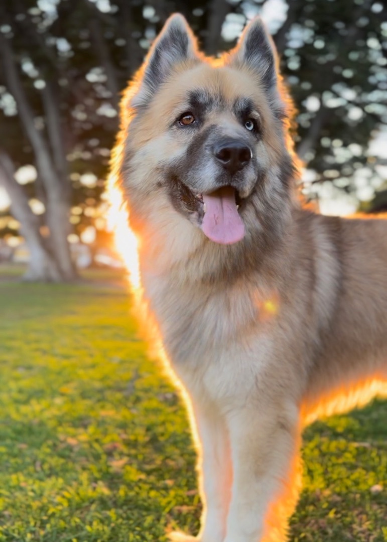 Kuma (Also Needs a Foster Home)