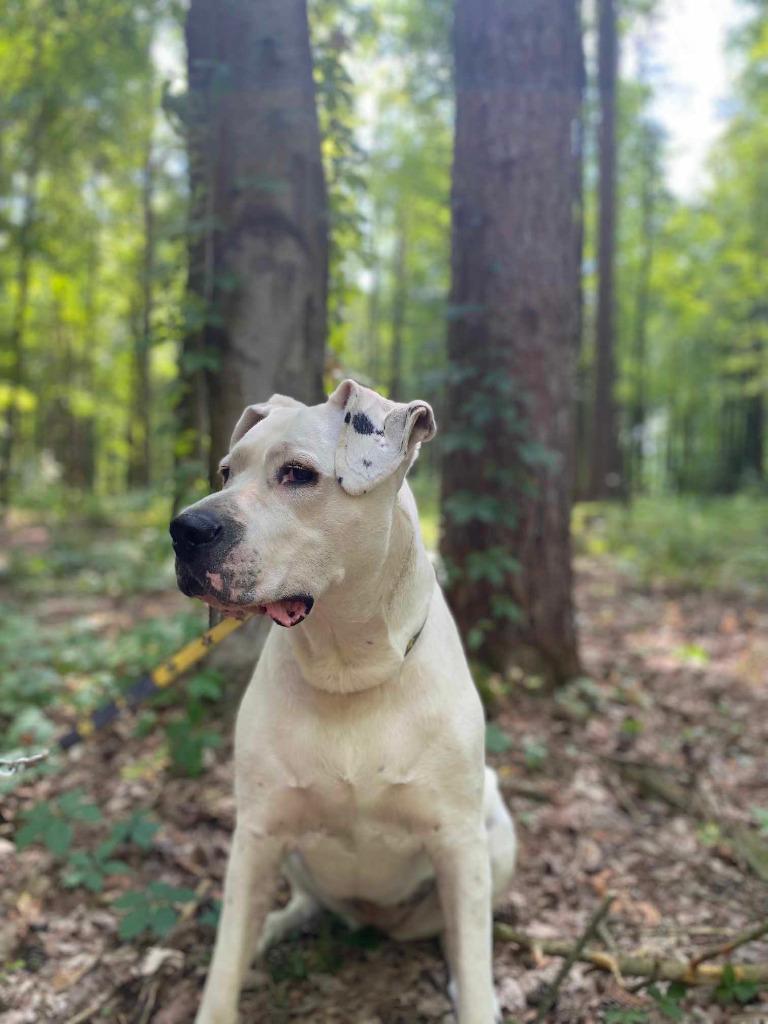 Enlarge Bea, a Adoptable Dogo Argentino in Toronto, ON image 1/6