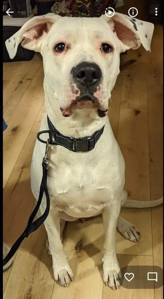 Bea, Adoptable, Adult Female Dogo Argentino.