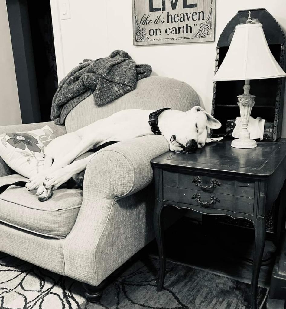 Enlarge Bea, a Adoptable Dogo Argentino in Toronto, ON image 3/6