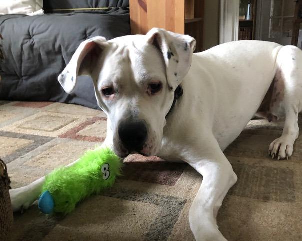 Bea, a Adoptable Dogo Argentino in Toronto, ON image 5/6