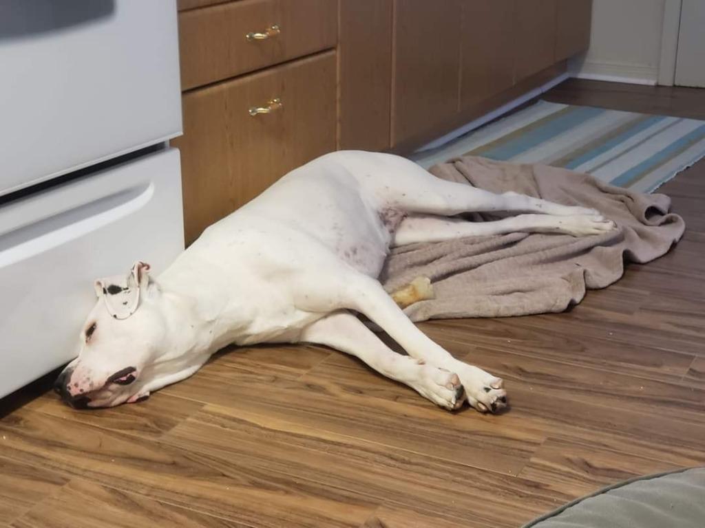 Enlarge Bea, a Adoptable Dogo Argentino in Toronto, ON image 5/6